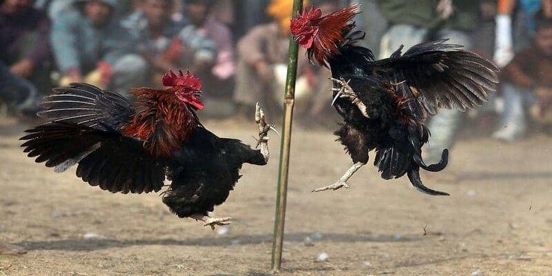Giao diện xem đá gà cực nét, âm thanh chân thật từng cú mổ