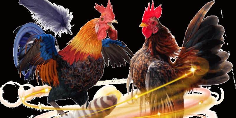 Đặt cược tùy biến, từ đơn giản đến chuyên sâu